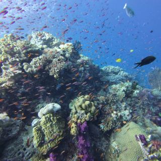 Exploring the Underwater Paradise of Savusavu, Fiji
