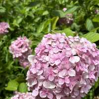 宇治6-7月盛名的繡球花園