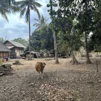 Gili Air: The Perfect Blend of Relaxation and Adventure 