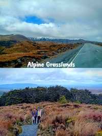 🇳🇿 Grasslands in New Zealand's North Island