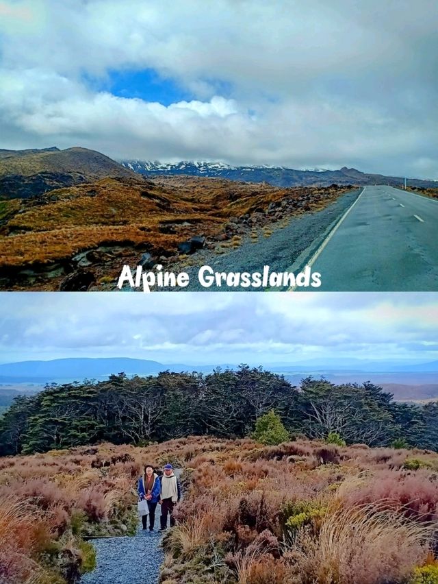 🇳🇿 Grasslands in New Zealand's North Island