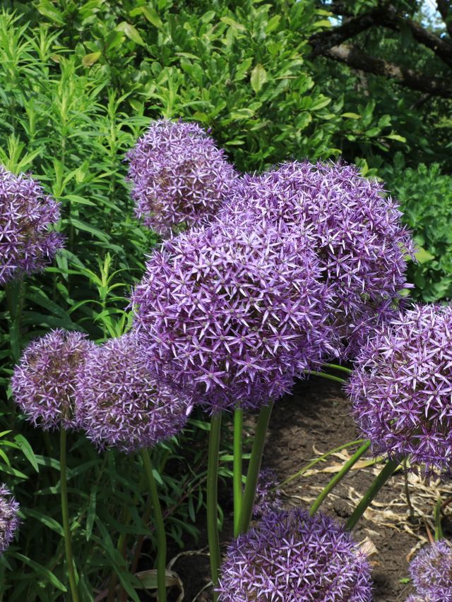 【バンクーバー🇨🇦】お花好きには堪らない公園でのんびり🤍