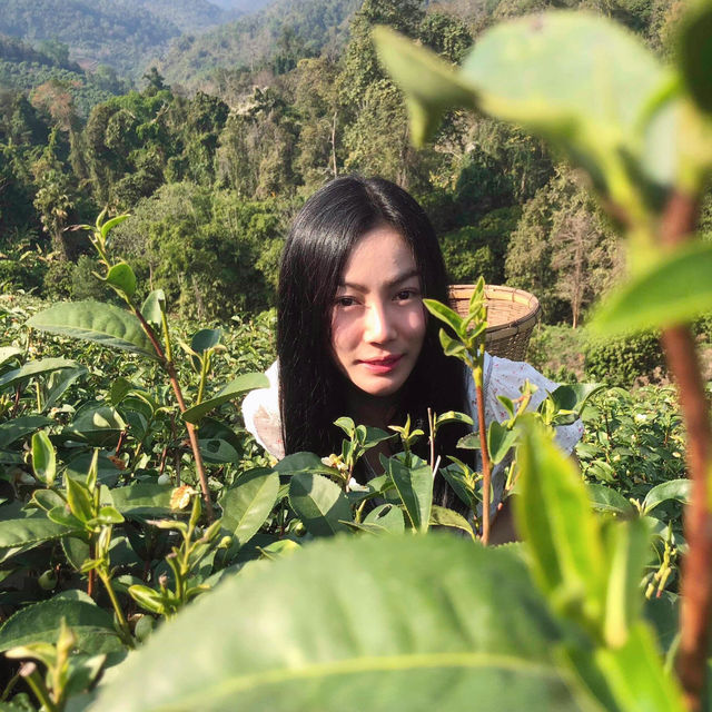 ไร่ชาลุงเดช เชียงใหม่ 🌱