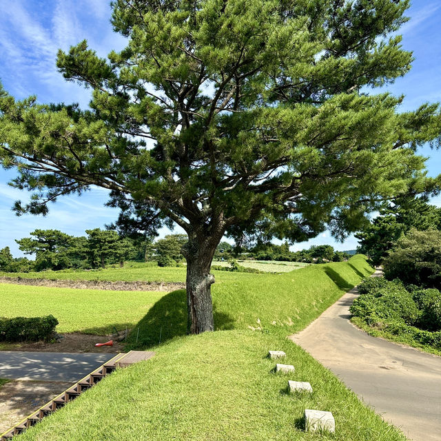 입장료/주차 무료! 나홀로나무를 볼 수 있는 곳💚