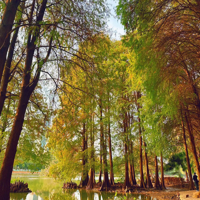 六甲落羽松森林：城市濕地中的秋色奇幻 🍁🌳