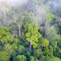  Exploring the Borneo Rainforest: A Journey into Nature's Wonderland