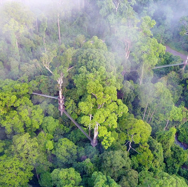  Exploring the Borneo Rainforest: A Journey into Nature's Wonderland