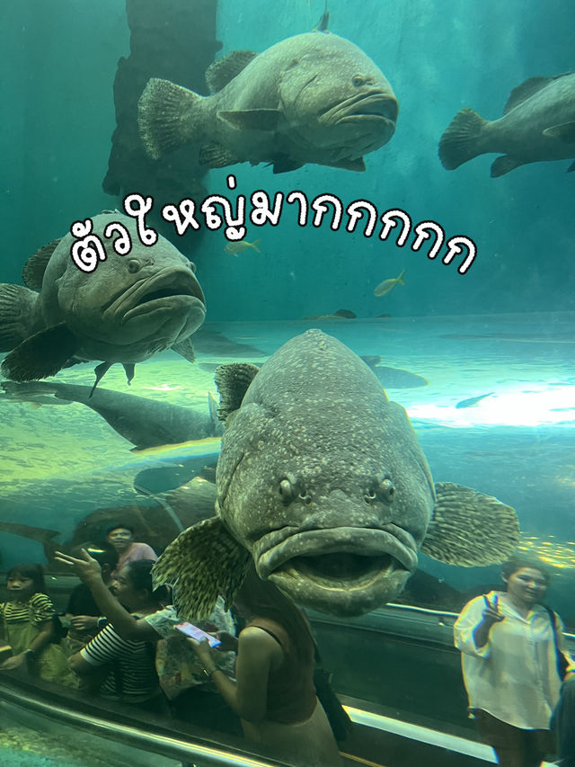 สถานแสดงพันธุ์สัตว์น้ำระยอง