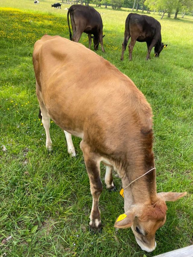 【戸隠】戸隠にある最強牧場🐮🔥