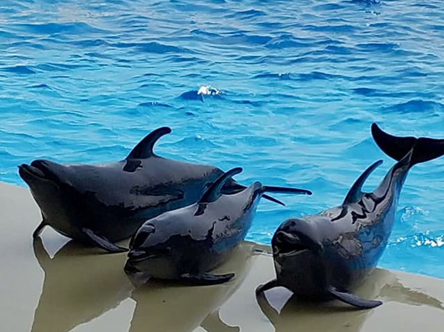 海洋世界海之中道-福岡最受歡迎的的海洋世界與水族館