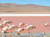 【ボリビア】神秘のピンクの湖✨Laguna Colorada