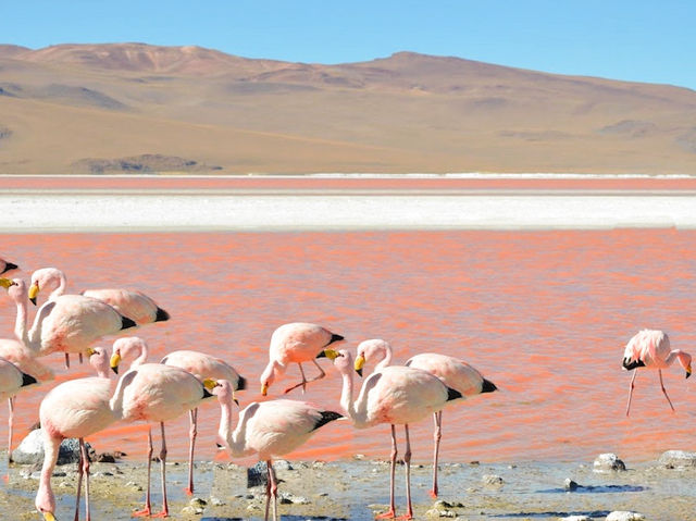 【ボリビア】神秘のピンクの湖✨Laguna Colorada