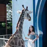 Came Republic หัวหิน
