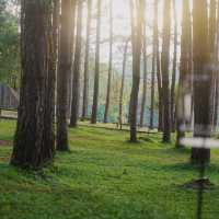 ภูหินร่องกล้า - ลานกางเต็นท์กลางป่าสน