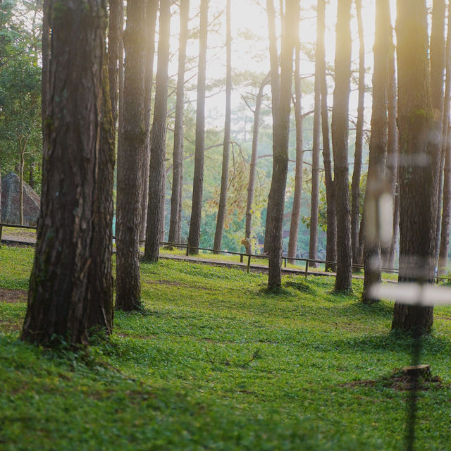 ภูหินร่องกล้า - ลานกางเต็นท์กลางป่าสน