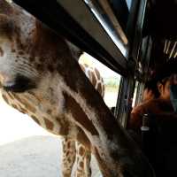 สวนสัตว์ซาฟารีบ่อพลอย: สัมผัสประสบการณ์ซาฟารีในไทย