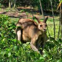 Stradbroke Island