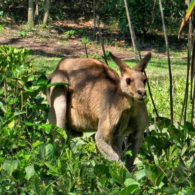 Stradbroke Island