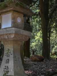 【奈良の世界遺産】春日大社⛩️