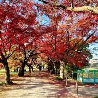 清流公園：詩意之地 🍂