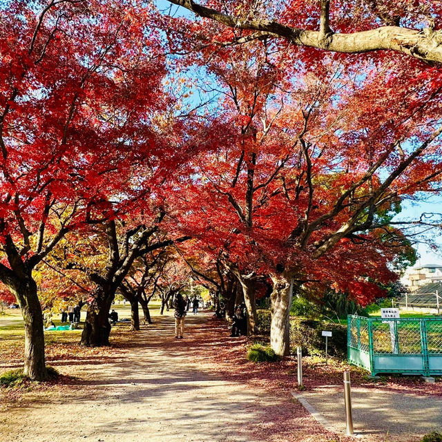 清流公園：詩意之地 🍂