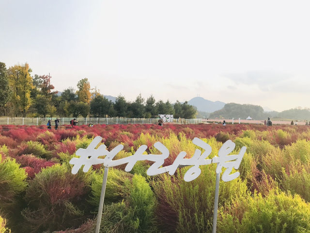🇰🇷首爾近郊- 粉紅芒草和波波草💗🌳