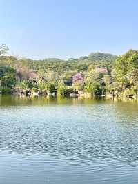 蓮花山公園-深圳市區最受歡迎公園，豐富的生態環境和多樣的景觀