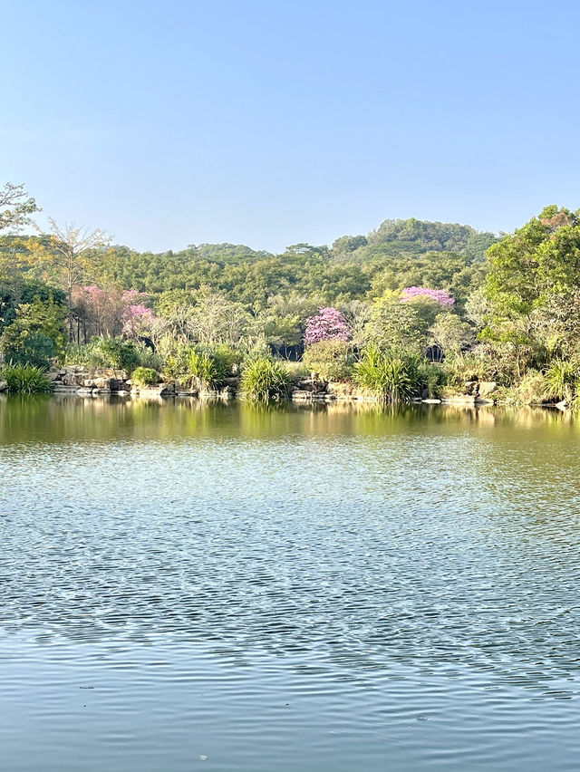 蓮花山公園-深圳市區最受歡迎公園，豐富的生態環境和多樣的景觀