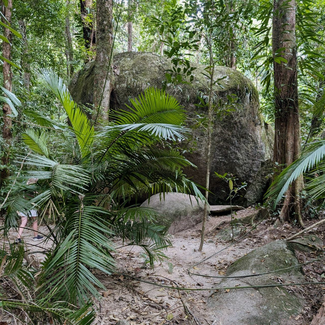 A Journey Through Mossman Gorge