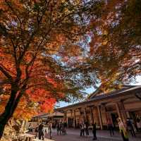 醉人的紅葉銀河，漫步千年古剎「中尊寺」