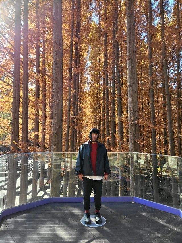 메타세콰이어 명소로 유명한 청남대