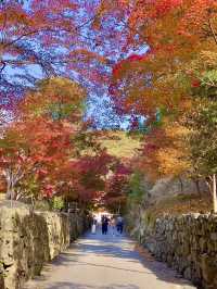 京都 ❤︎ まるで絵画のような🖼️竜宮門からの紅葉🍁 