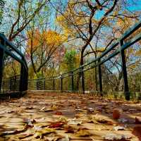 Hidden Gem: Prairie Creek Park's Huck Finn Trail