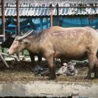 Buffalo Village หมู่บ้านอนุรักษ์ควายไทย