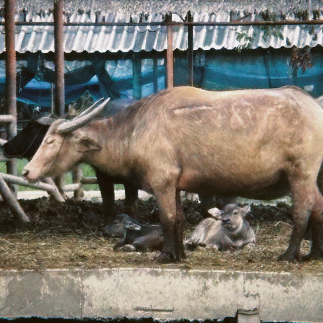 Buffalo Village หมู่บ้านอนุรักษ์ควายไทย