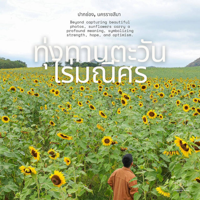 ดอกทานตะวันที่บานแล้วที่ไร่มณีศร 🌻