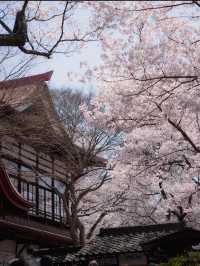 【高遠城址公園の桜】天下第一の絶景桜