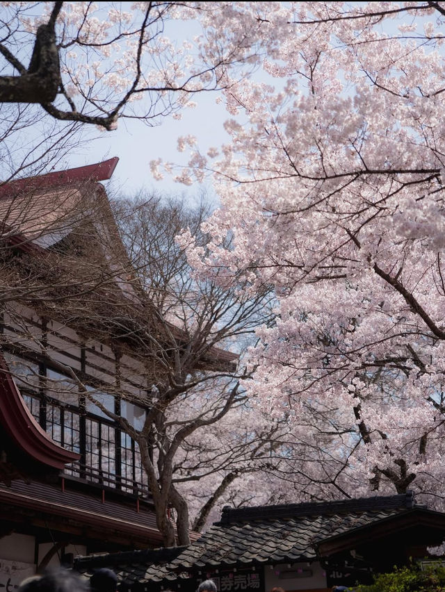 【高遠城址公園の桜】天下第一の絶景桜