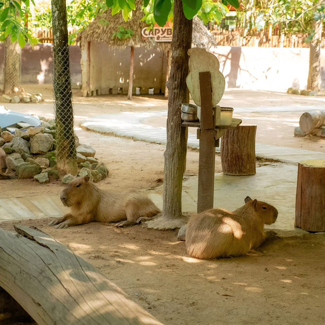 สวนสัตว์สุดคิ้วท์ในสวนผึ้ง 🦙🌲