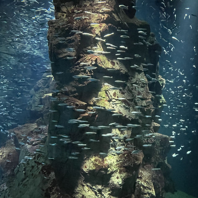 🐠🌊 探索大阪的奇幻海洋世界——大阪海洋館（Kaiyukan）！