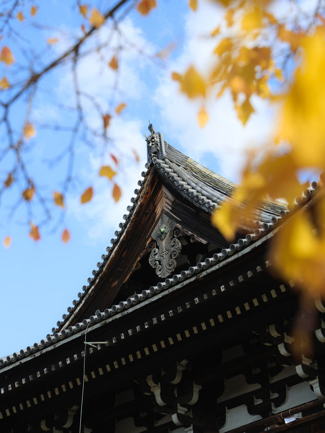 京都楓葉王國！我只服東福寺🍁