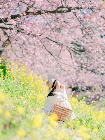 2026 Recommended Flower viewing in Festival of cherry blossom and