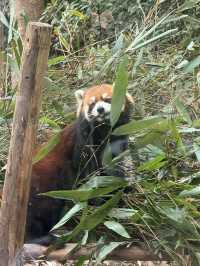 A full day Panda watching? I couldn’t believe my eyes! 