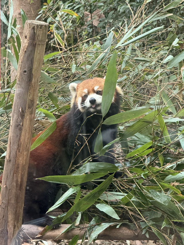 A full day Panda watching? I couldn’t believe my eyes! 