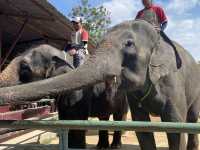 A Perfect Wildlife Escape: Fomasa Safari Park in Melaka Exceeds Expectations
