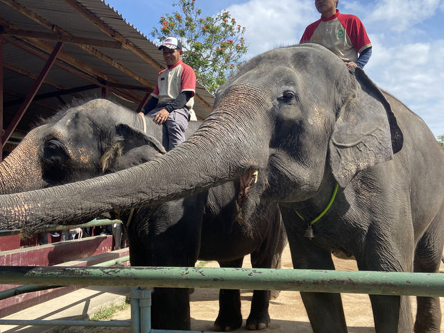 A Perfect Wildlife Escape: Fomasa Safari Park in Melaka Exceeds Expectations