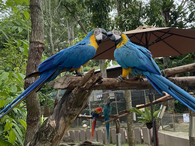 A Perfect Wildlife Escape: Fomasa Safari Park in Melaka Exceeds Expectations