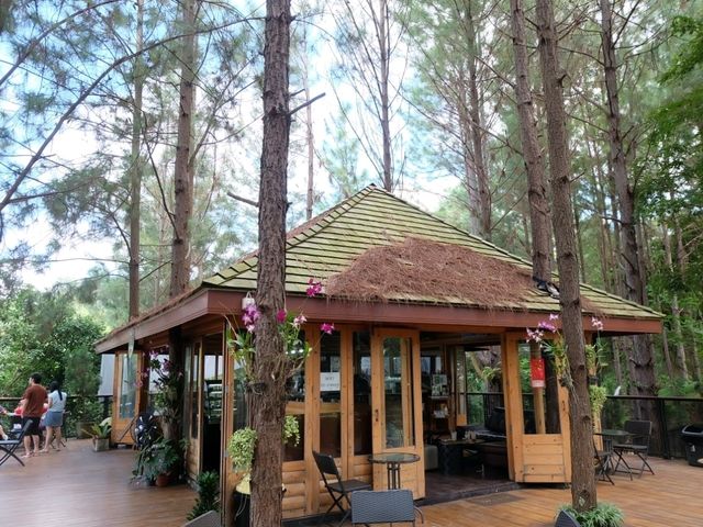 cedar ป่าสนคาเฟ่ @ เขาค้อ