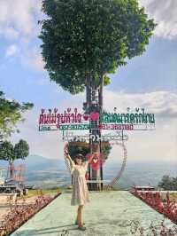 ต้นไม้รูปหัวใจ จังหวัดพิษณุโลก