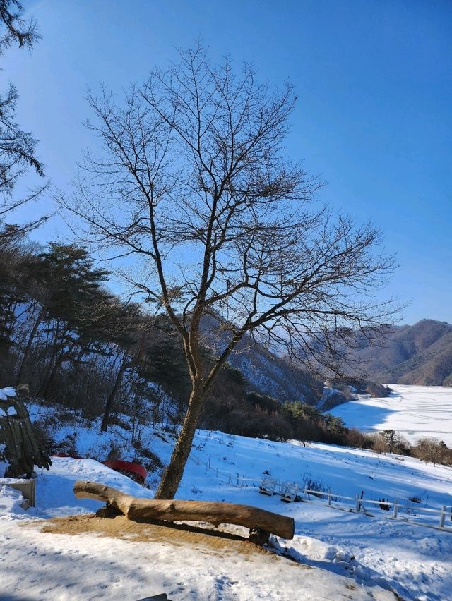 춘천여행 필수코스 먹이주기 체험할 수 있는 목장🐑